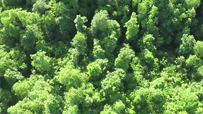 Managing Mature Trees