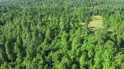 Thermal Cover in the Woods