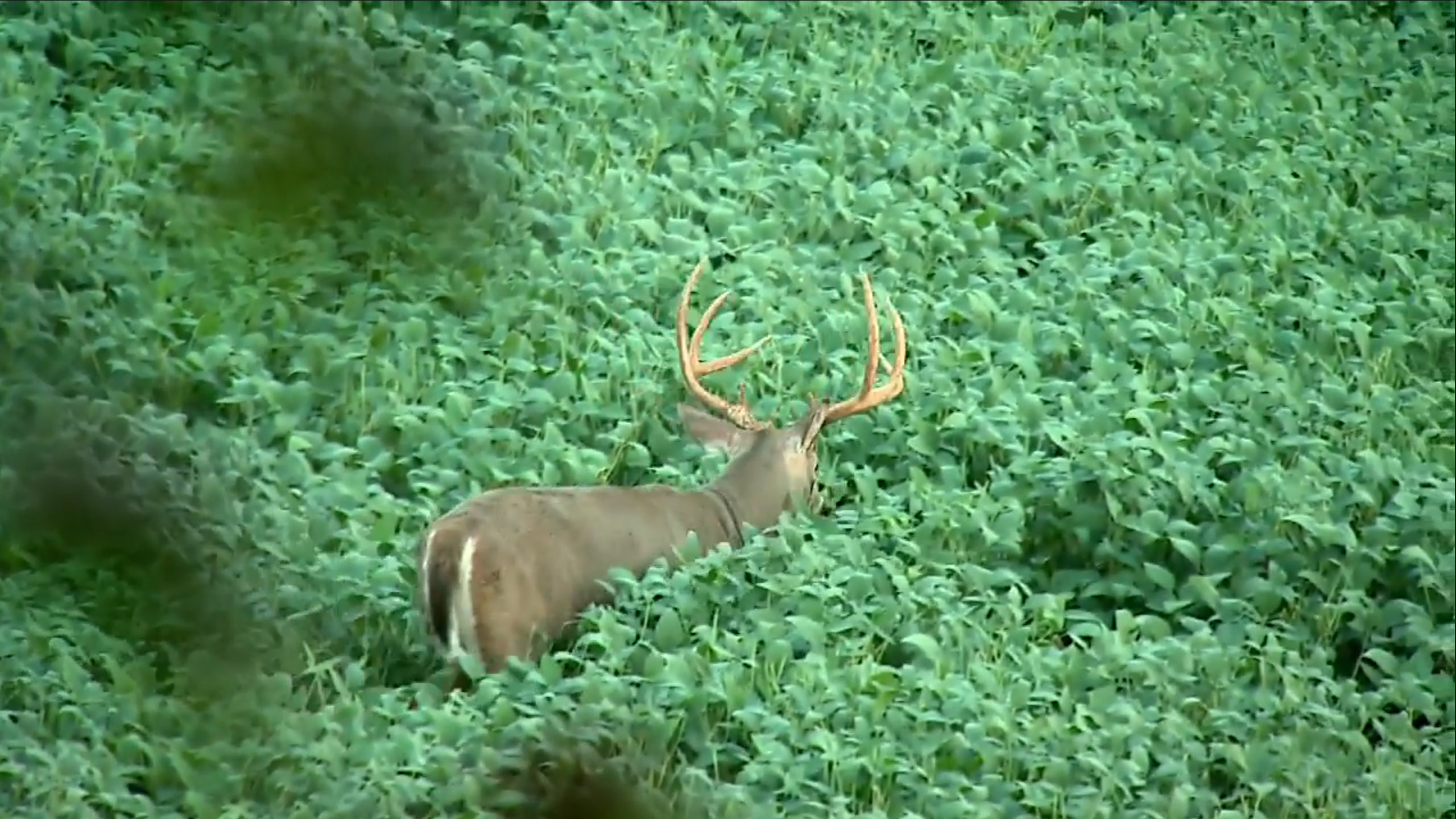 Dr. Deer Hunting Strategy and Antler Development North American