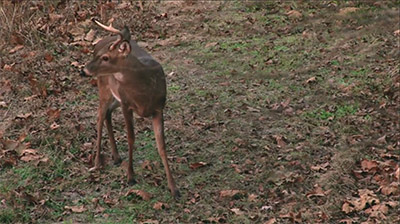Individual Antler Development
