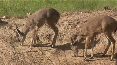 Myths About Whitetail Fawns