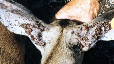Ticks and Whitetails