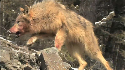 Managing Predator Control