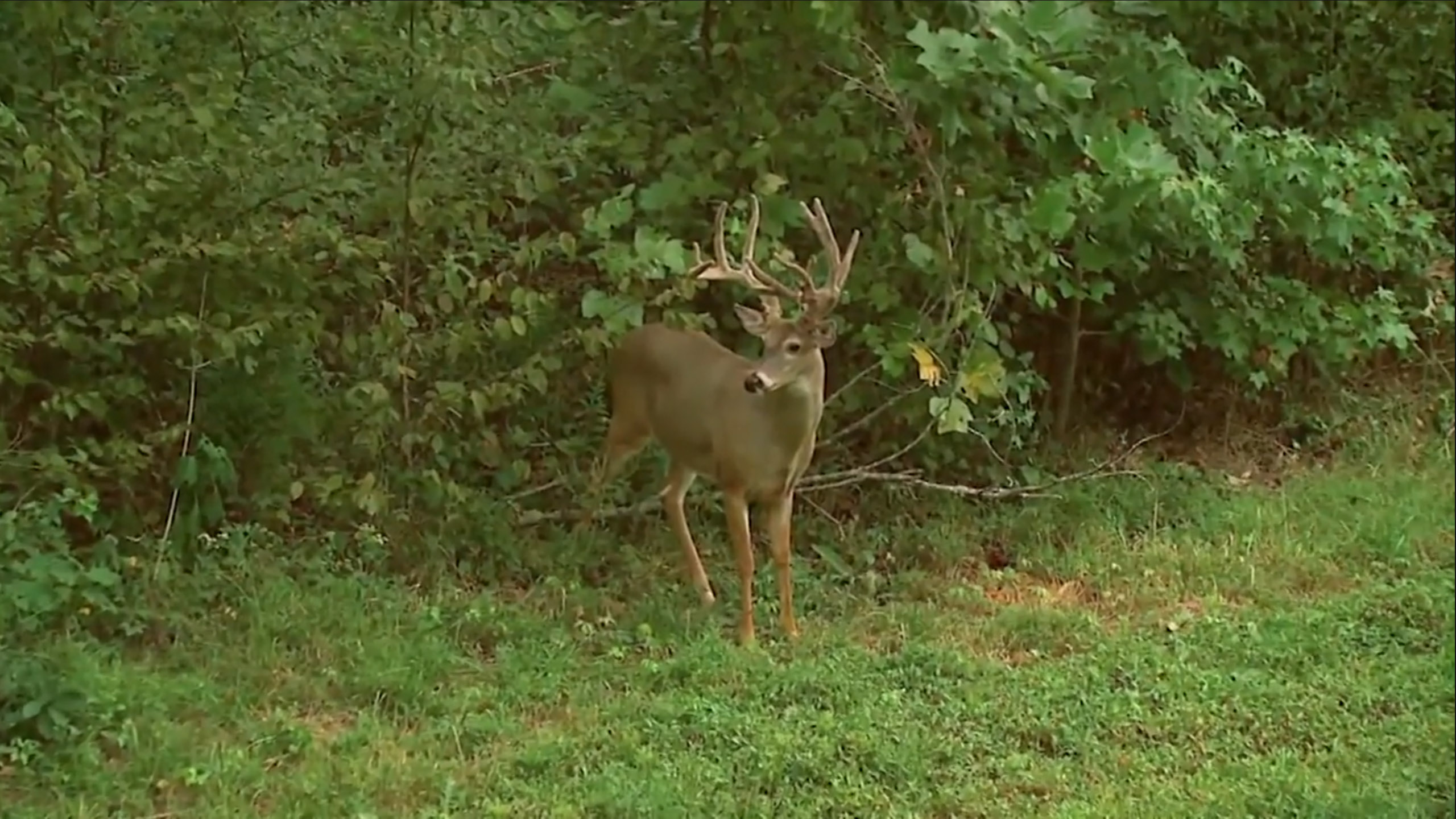 Dr Deer Lesser Known Whitetail Diseases North American Whitetail 8421