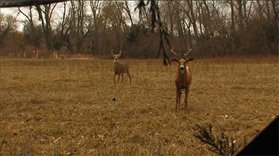 Whitetail Horizons Introduction