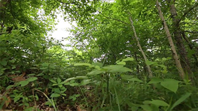 Comprehensive Whitetail Nutrition Plan