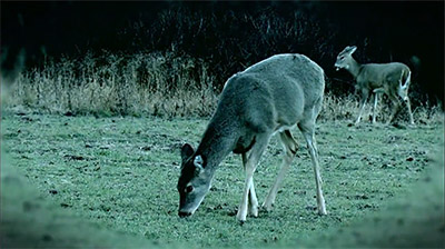 The Importance of Harvesting Does