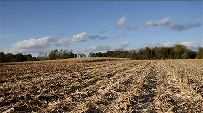 Deer Hiding in the Corn
