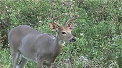 Managing Deer Habitats
