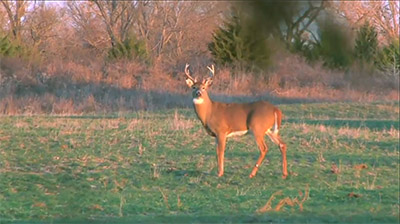 The Effect of Regulatory Management on a Herd