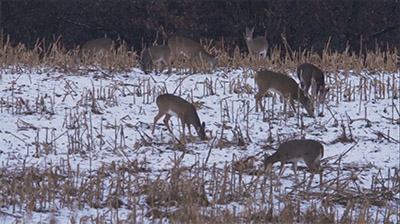 Whitetail Breeding Behavior