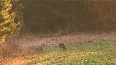 Feeding Patterns in Cold Weather