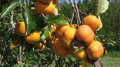 Planting Fruit Trees
