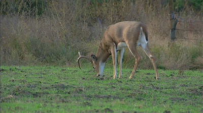 Cool Season Food Plots