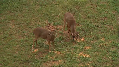 Post-Rut Bucks