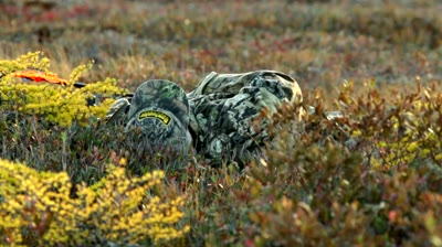 Search for a Woodland Stag 2