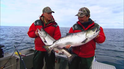 NextImg:Queen Charlotte Kings Salmon