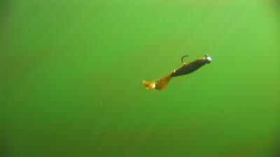 Curlytail Grub for Smallmouth - In-Fisherman