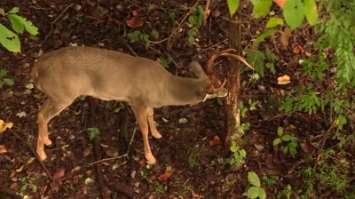 How to Kill a Buck on 10 Acres