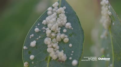 Wildfed Season Premiere