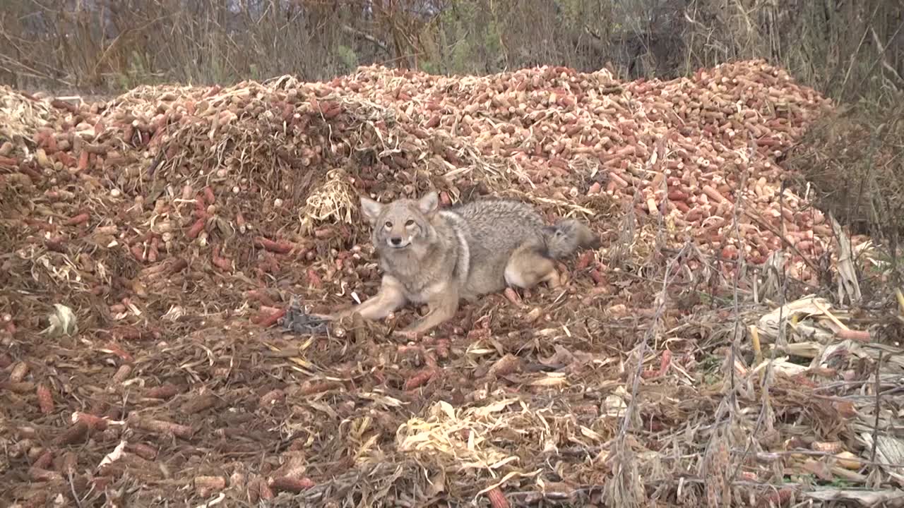 Pennsylvania Predators - Sportsman Channel