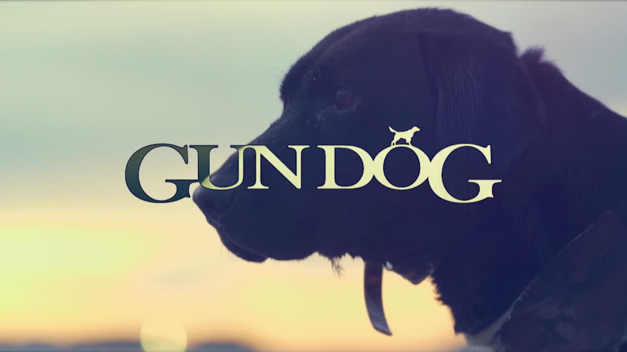 Top 3 Emerging Hunting Dog Breeds Gun Dog