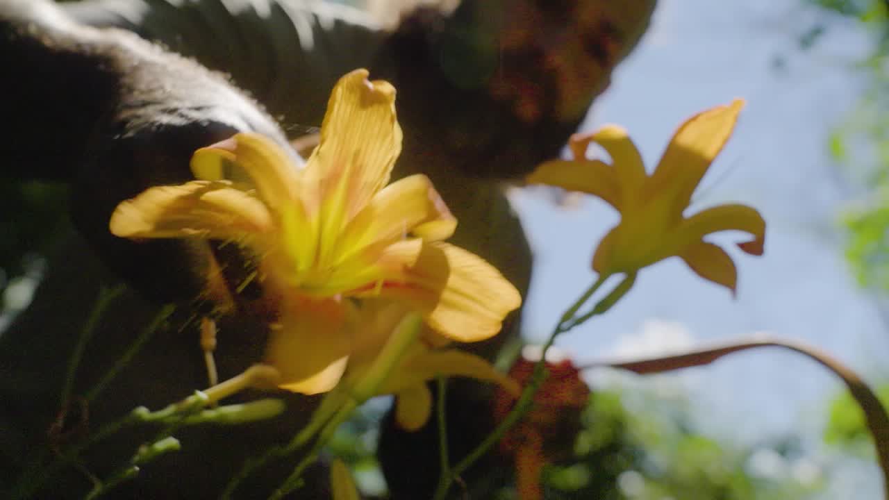 Episode 651 Daniel Vitalis WildFed Prairie Dogs - Brookings K102, image size:1280x720