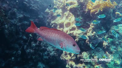 The Fishmonger: Air, Land & Sea