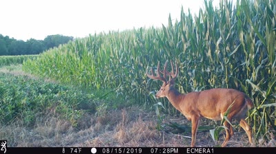 Summer Trail Camera Strategies for Velvet Bucks