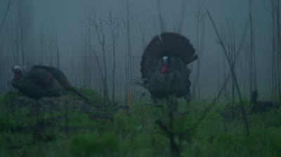 Country Outdoors Turkey Tour - Episode 4 : Love to See It