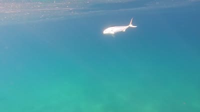 Cabo Roosterfish
