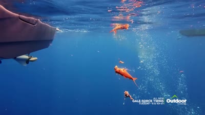 Bahamas-West End Bottom Fishing