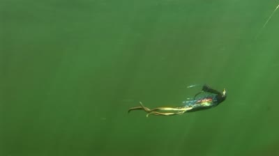 Smallmouth Strategies