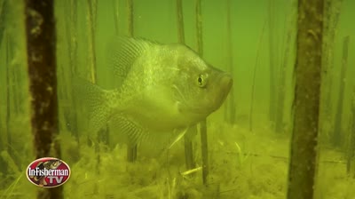 The Jigging Crappie System