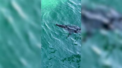 Crocodile Spotted off Popular South Florida Fishing Pier - Florida