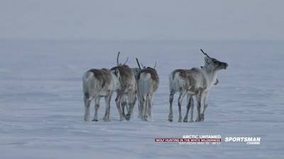 Arctic Untamed: Wolf Hunting in the White Wilderness