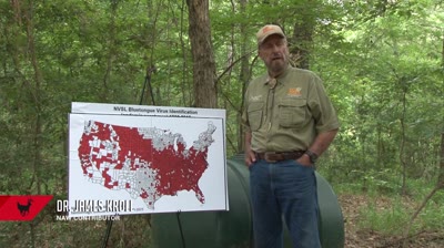 Hemorrhagic Disease: The Deadliest Killer of Whitetails