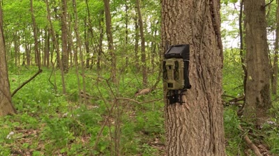 Gear Wise: All About Trail Cameras
