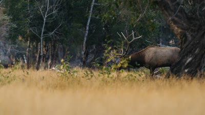 Enhance Your Hearing with TETRA Turkey AmpPods