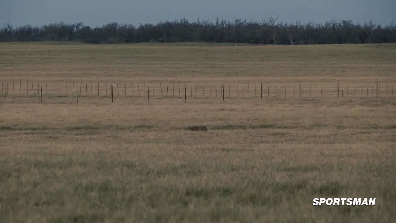 Solano's Digital Predator Pursuit