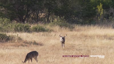 Tecomate Whitetail Nation