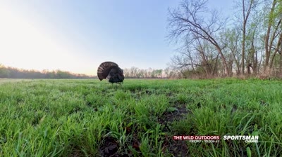 The Wild Outdoors