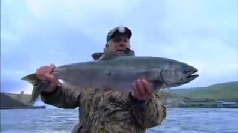 NextImg:Spring Run Salmon