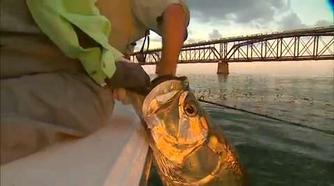 NextImg:Spectacular Tarpon in Action