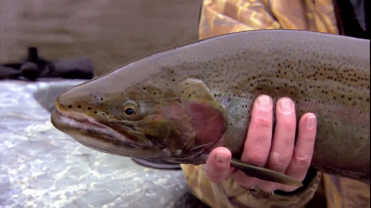 Steelhead Rags Refined Rigging for Steelhead - In-Fisherman