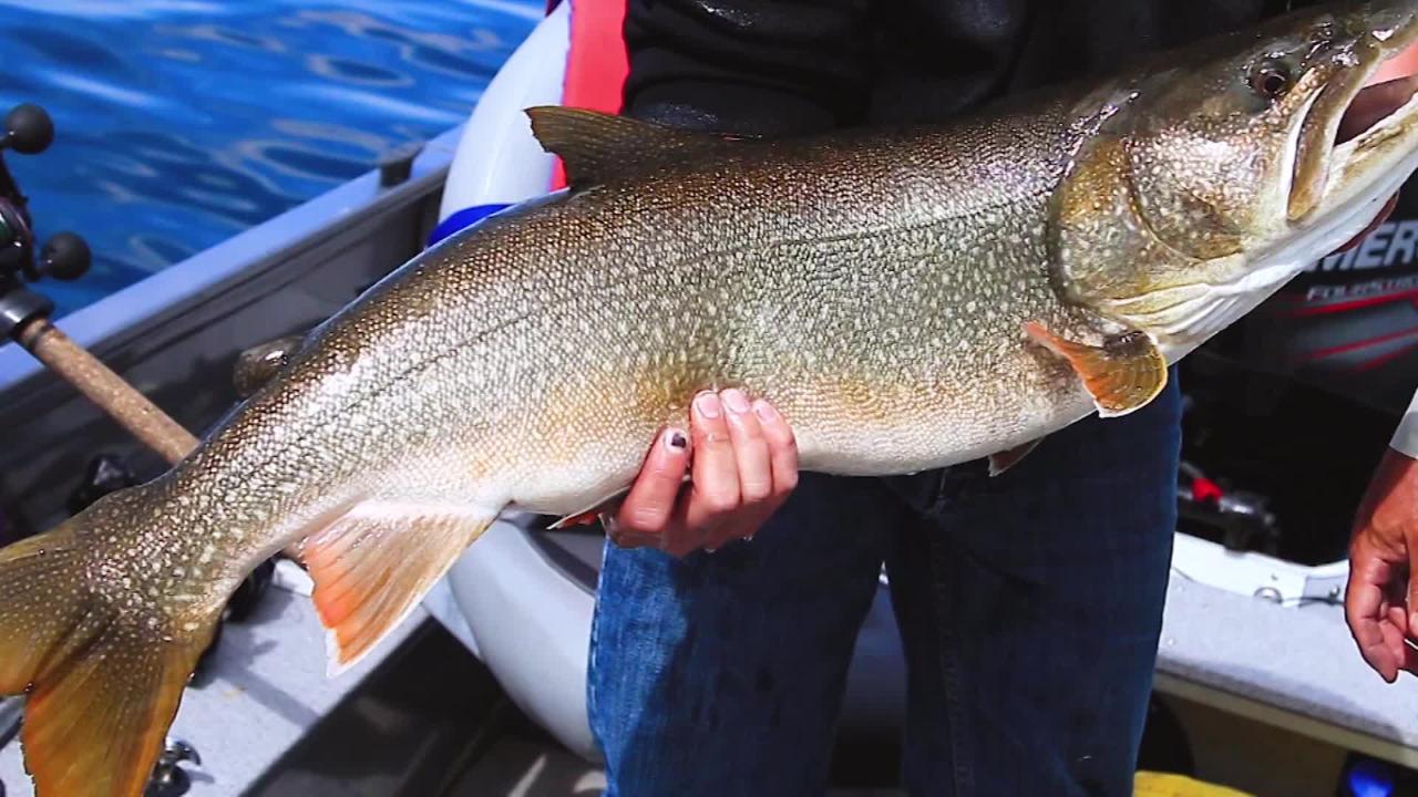 Trolling for Giant Lake Trout InFisherman