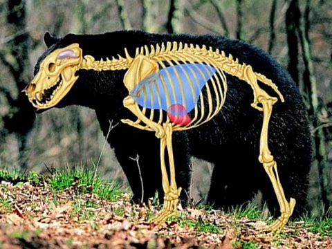 Black Bear Shot Placement - Petersen's Hunting